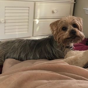 Meet your Posher, Amber